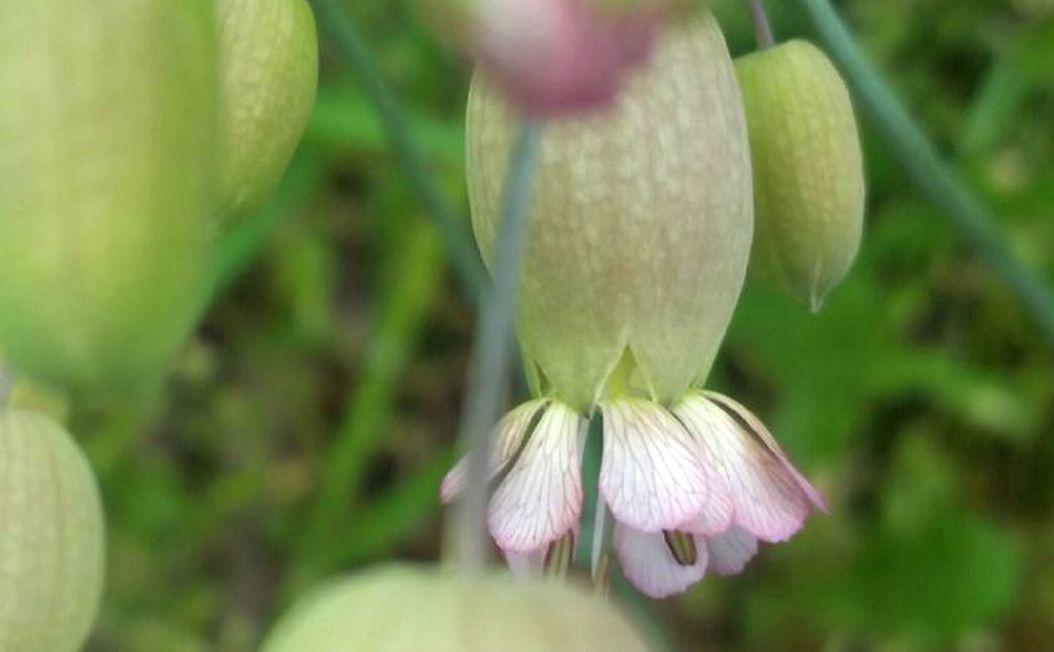 Silene vulgaris